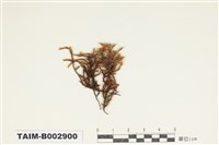 藏品(長毛砂苔)的圖片